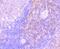 Interleukin 7 antibody, NBP2-67277, Novus Biologicals, Immunohistochemistry paraffin image 