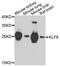 Kruppel Like Factor 9 antibody, A7196, ABclonal Technology, Western Blot image 