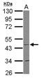 Cytochrome C Oxidase Assembly Homolog COX15 antibody, NBP2-15976, Novus Biologicals, Western Blot image 