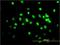 TAR DNA Binding Protein antibody, H00023435-M01, Novus Biologicals, Immunofluorescence image 