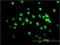 TARDBP antibody, H00023435-M01, Novus Biologicals, Immunofluorescence image 