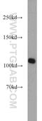 RNA Binding Motif Protein 15 antibody, 10587-1-AP, Proteintech Group, Western Blot image 