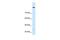 Cordon-Bleu WH2 Repeat Protein Like 1 antibody, GTX47028, GeneTex, Western Blot image 
