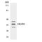 Olfactory Receptor Family 4 Subfamily X Member 1 (Gene/Pseudogene) antibody, LS-C200367, Lifespan Biosciences, Western Blot image 