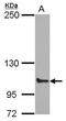 ATP Binding Cassette Subfamily F Member 1 antibody, PA5-29955, Invitrogen Antibodies, Western Blot image 