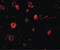 SLIT And NTRK Like Family Member 4 antibody, LS-C53262, Lifespan Biosciences, Immunofluorescence image 