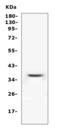 Pyrophosphatase (Inorganic) 2 antibody, A06587, Boster Biological Technology, Western Blot image 