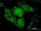 Syntaxin 1A antibody, H00006804-M02, Novus Biologicals, Immunofluorescence image 