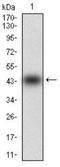 Membrane Metalloendopeptidase Like 1 antibody, NBP2-52511, Novus Biologicals, Western Blot image 