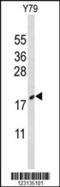 Cold Inducible RNA Binding Protein antibody, MBS9215270, MyBioSource, Western Blot image 