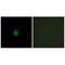 SMG7 Nonsense Mediated MRNA Decay Factor antibody, A06078, Boster Biological Technology, Immunofluorescence image 