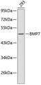 Bone Morphogenetic Protein 7 antibody, 13-265, ProSci, Western Blot image 