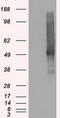 Solute Carrier Family 18 Member A2 antibody, CF500506, Origene, Western Blot image 