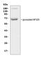 Milk Fat Globule-EGF Factor 8 Protein antibody, PA1945, Boster Biological Technology, Western Blot image 