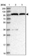Chromosome Segregation 1 Like antibody, NBP2-38383, Novus Biologicals, Western Blot image 