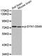 Synapsin I antibody, MBS128485, MyBioSource, Western Blot image 