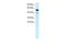 T-Box 21 antibody, PA5-40573, Invitrogen Antibodies, Western Blot image 