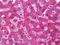 Hepsin antibody, NBP2-11507, Novus Biologicals, Immunohistochemistry frozen image 