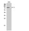 Dishevelled Segment Polarity Protein 2 antibody, A02404, Boster Biological Technology, Western Blot image 