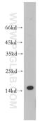 T Cell Leukemia/Lymphoma 1A antibody, 10475-1-AP, Proteintech Group, Western Blot image 