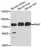 A-Raf Proto-Oncogene, Serine/Threonine Kinase antibody, LS-C749687, Lifespan Biosciences, Western Blot image 