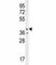 Caspase 12 (Gene/Pseudogene) antibody, F41865-0.4ML, NSJ Bioreagents, Western Blot image 