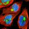 Brain Enriched Guanylate Kinase Associated antibody, NBP1-82907, Novus Biologicals, Immunocytochemistry image 