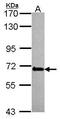 DDX21 antibody, PA5-22389, Invitrogen Antibodies, Western Blot image 