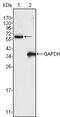 Fyn Related Src Family Tyrosine Kinase antibody, GTX83317, GeneTex, Western Blot image 