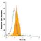 Wnt Family Member 9A antibody, MA5-23637, Invitrogen Antibodies, Flow Cytometry image 