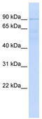 RING finger protein 10 antibody, TA335611, Origene, Western Blot image 