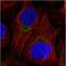 NADH:Ubiquinone Oxidoreductase Subunit C2 antibody, NBP1-88934, Novus Biologicals, Immunofluorescence image 