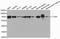 Leukotriene A4 Hydrolase antibody, orb167166, Biorbyt, Western Blot image 