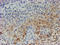 Migration And Invasion Enhancer 1 antibody, LS-C173891, Lifespan Biosciences, Immunohistochemistry paraffin image 