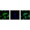 Tubulin Beta 1 Class VI antibody, LS-C387423, Lifespan Biosciences, Immunofluorescence image 