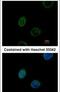 Emerin antibody, PA5-29731, Invitrogen Antibodies, Immunofluorescence image 