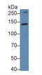 Kinectin 1 antibody, LS-C374546, Lifespan Biosciences, Western Blot image 