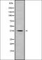 Actin Binding LIM Protein 1 antibody, orb337941, Biorbyt, Western Blot image 