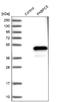 Poly(A) Binding Protein Cytoplasmic 5 antibody, NBP1-87356, Novus Biologicals, Western Blot image 