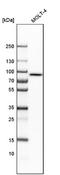 Leucine Zipper And EF-Hand Containing Transmembrane Protein 1 antibody, NBP1-89556, Novus Biologicals, Western Blot image 