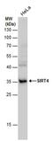 Sirtuin 4 antibody, PA5-78447, Invitrogen Antibodies, Western Blot image 