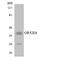 Olfactory Receptor Family 52 Subfamily E Member 6 antibody, LS-C200388, Lifespan Biosciences, Western Blot image 