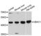 UBA Domain Containing 1 antibody, LS-C748135, Lifespan Biosciences, Western Blot image 