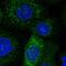 Transmembrane And Coiled-Coil Domain Family 1 antibody, HPA054768, Atlas Antibodies, Immunofluorescence image 