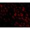 Programmed Cell Death 1 antibody, NBP1-75518, Novus Biologicals, Immunocytochemistry image 