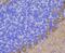 Protein Kinase C Gamma antibody, NBP2-75621, Novus Biologicals, Immunohistochemistry paraffin image 