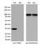 TOR Signaling Pathway Regulator antibody, M08373, Boster Biological Technology, Western Blot image 