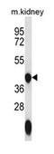 GTP Binding Protein 10 antibody, AP51977PU-N, Origene, Western Blot image 