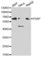 SAP1 antibody, MBS127053, MyBioSource, Western Blot image 