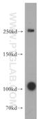 TATA-Box Binding Protein Associated Factor 1 Like antibody, 55170-1-AP, Proteintech Group, Western Blot image 